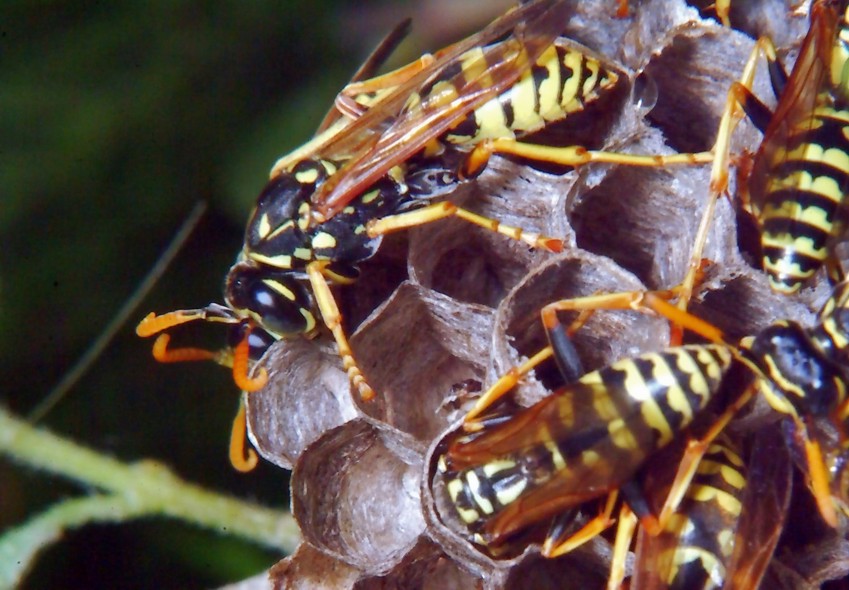 Le meraviglie - Ho trovato il nido di Polistes!